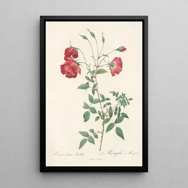 Rosa Indica Sertulata - Pierre Joseph Redouté — oprawiony obraz na ścianie