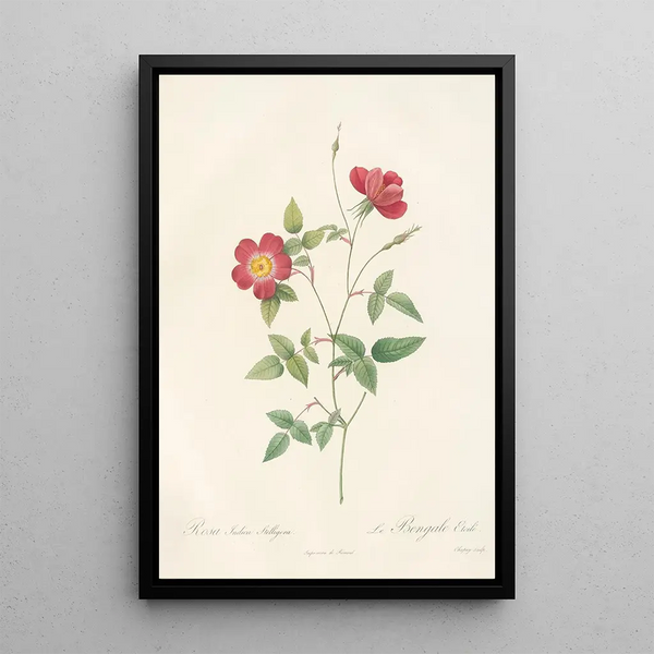 Rosa Indica Stelligera - Pierre Joseph Redouté — oprawiony obraz na ścianie