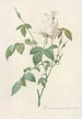 Rosa Indica Subalba - Pierre Joseph Redouté — widok dzieła