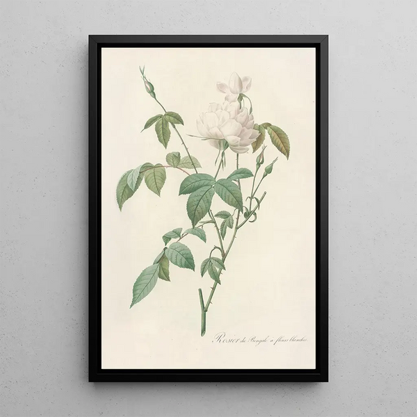 Rosa Indica Subalba - Pierre Joseph Redouté — oprawiony obraz na ścianie