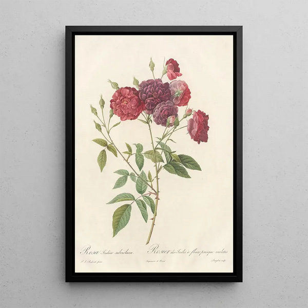 Rosa Indica Subviolacea - Pierre Joseph Redouté — oprawiony obraz na ścianie