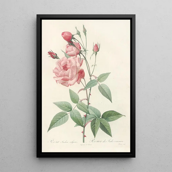 Rosa Indica Vulgaris - Pierre Joseph Redouté — oprawiony obraz na ścianie