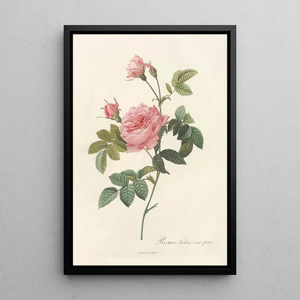 Rosa Inermis - Pierre Joseph Redouté — oprawiony obraz na ścianie