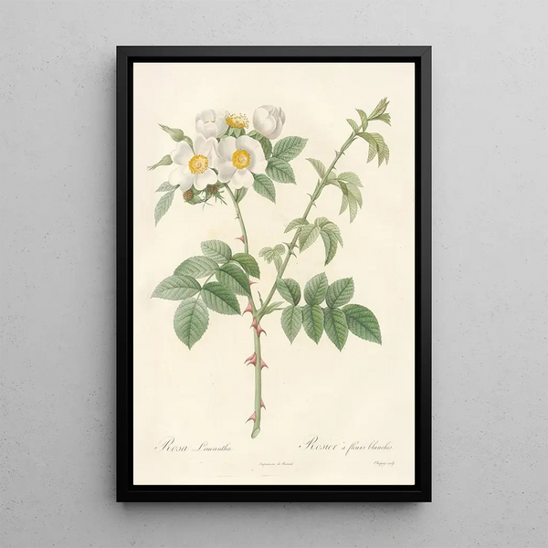 Rosa Leucantha - Pierre Joseph Redouté — oprawiony obraz na ścianie