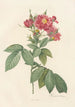 Rosa Lheritieranea - Pierre Joseph Redouté — widok dzieła