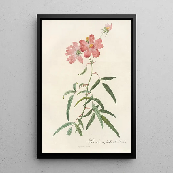 Rosa Longifolia - Pierre Joseph Redouté — oprawiony obraz na ścianie