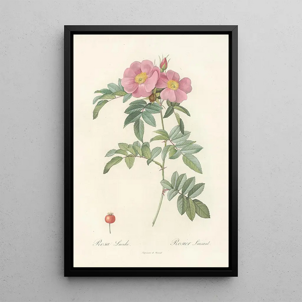 Rosa Lucida - Pierre Joseph Redouté — oprawiony obraz na ścianie