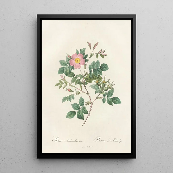 Rosa Malmundariensis - Pierre Joseph Redouté — oprawiony obraz na ścianie