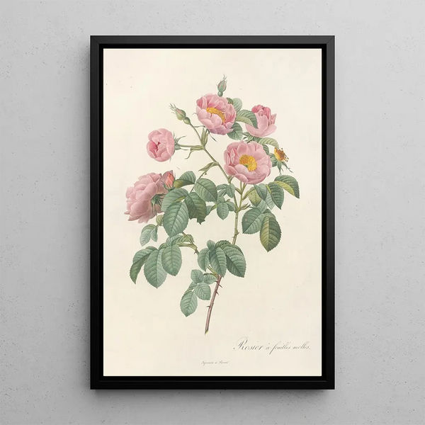 Rosa Mollissima Flore Submultiplici - Pierre Joseph Redouté — oprawiony obraz na ścianie
