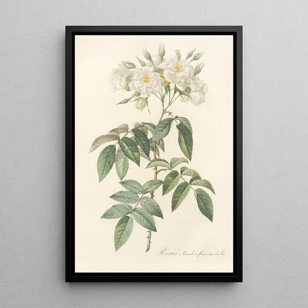 Rosa Moschata Flore Semi-Pleno - Pierre Joseph Redouté — oprawiony obraz na ścianie
