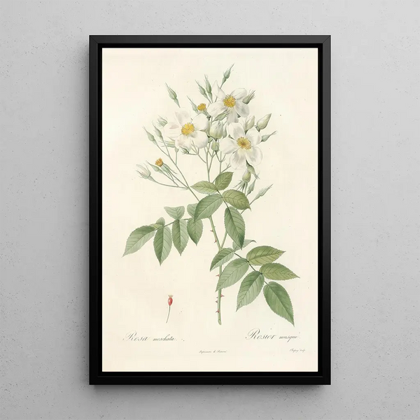 Rosa Moschata - Pierre Joseph Redouté — oprawiony obraz na ścianie