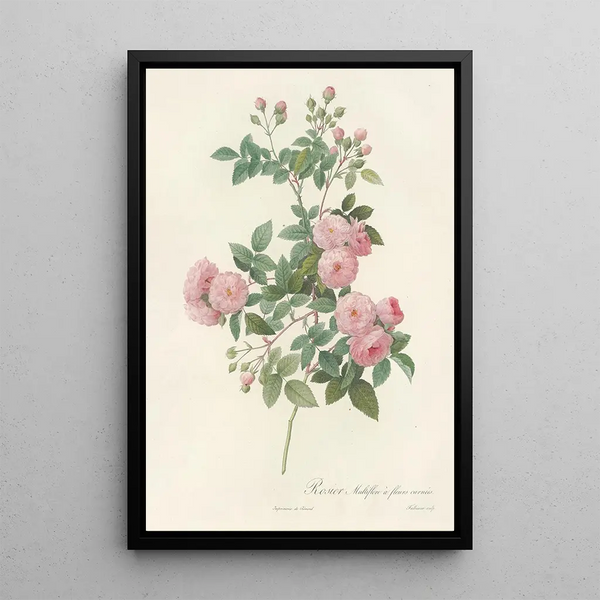Rosa Multiflora Carnea - Pierre Joseph Redouté — oprawiony obraz na ścianie
