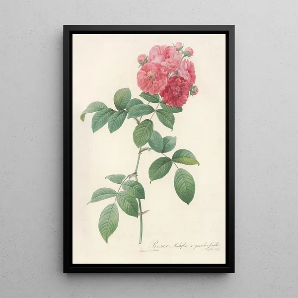 Rosa Multiflora Platyphylla - Pierre Joseph Redouté — oprawiony obraz na ścianie