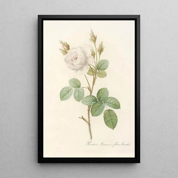Rosa Muscosa Alba - Pierre Joseph Redouté — oprawiony obraz na ścianie