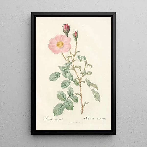 Rosa Muscosa Simplex - Pierre Joseph Redouté — oprawiony obraz na ścianie