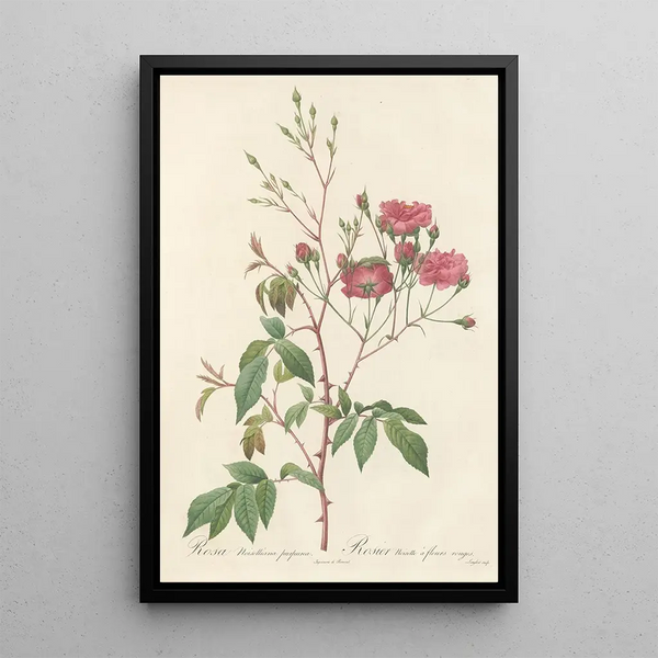 Rosa Noisettiana Purpurea - Pierre Joseph Redouté — oprawiony obraz na ścianie