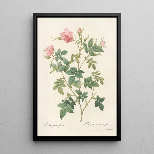 Rosa Parviflora Var Flore Multiplici - Pierre Joseph Redouté — oprawiony obraz na ścianie
