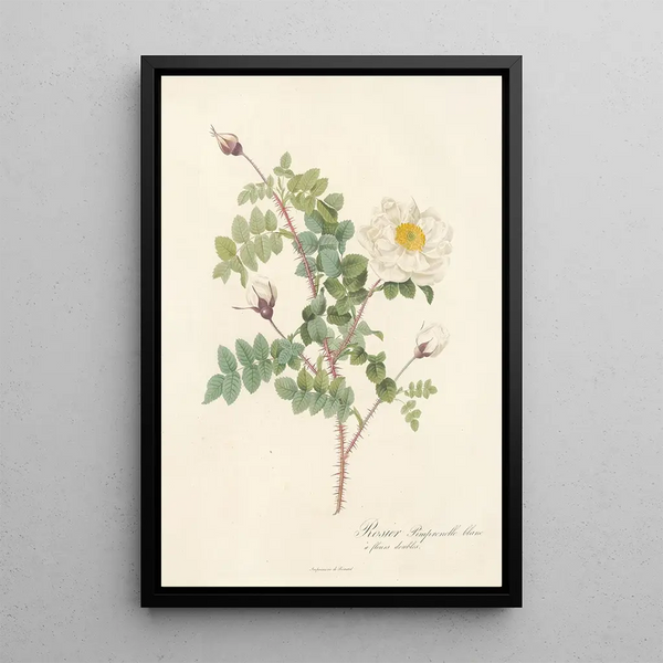 Rosa Pimpinellifolia Alba Flore Multiplici - Pierre Joseph Redouté — oprawiony obraz na ścianie