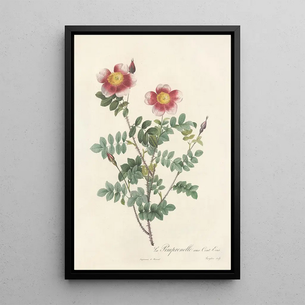 Rosa Pimpinellifolia Flore Variegato - Pierre Joseph Redouté — oprawiony obraz na ścianie