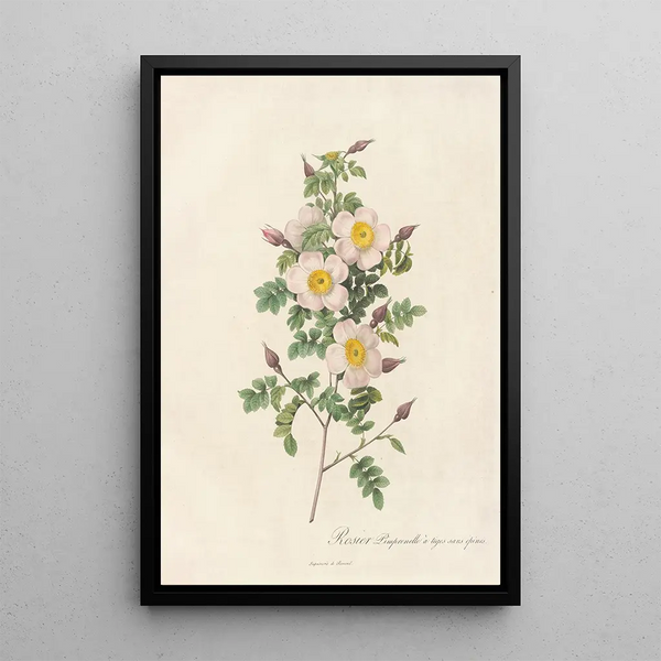 Rosa Pimpinellifolia Inermis - Pierre Joseph Redouté — oprawiony obraz na ścianie