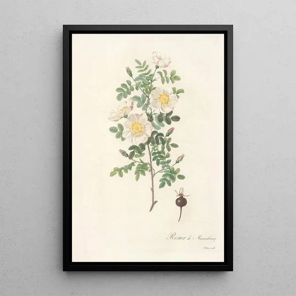 Rosa Pimpinellifolia Mariaeburgensis - Pierre Joseph Redouté — oprawiony obraz na ścianie
