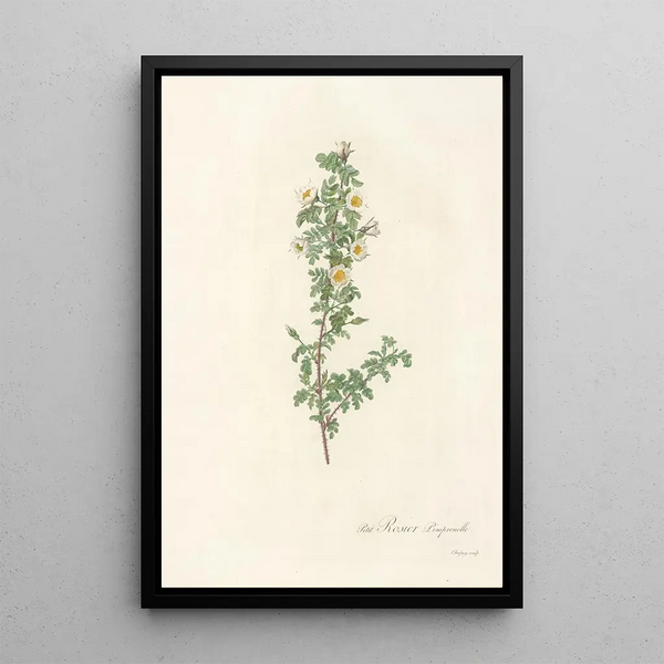 Rosa Pimpinellifolia Pumila - Pierre Joseph Redouté — oprawiony obraz na ścianie
