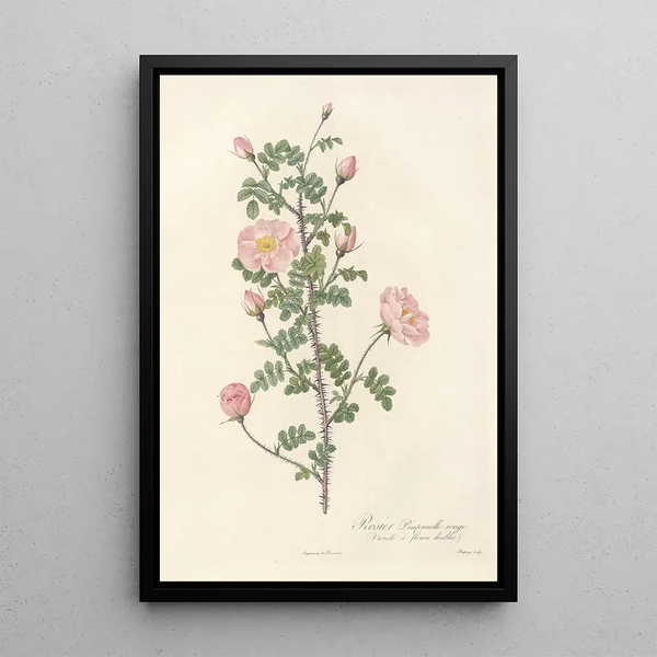 Rosa Pimpinellifolia Rubra - Pierre Joseph Redouté — oprawiony obraz na ścianie