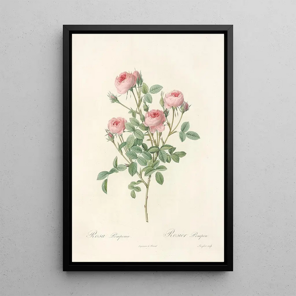 Rosa Pomponia - Pierre Joseph Redouté — oprawiony obraz na ścianie