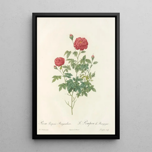 Rosa Pomponia Burgundiaca - Pierre Joseph Redouté — oprawiony obraz na ścianie
