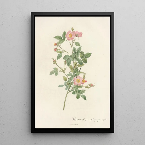 Rosa Pomponia Flore Subsimplici - Pierre Joseph Redouté — oprawiony obraz na ścianie