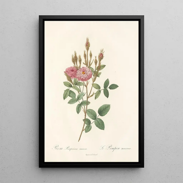Rosa Pomponiana Muscosa - Pierre Joseph Redouté — oprawiony obraz na ścianie