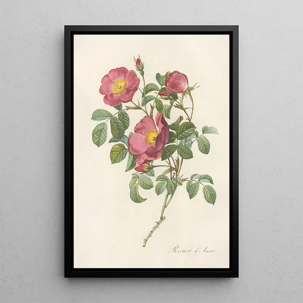 Rosa Pumila - Pierre Joseph Redouté — oprawiony obraz na ścianie
