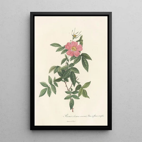 Rosa Reclinata Flore Simplici - Pierre Joseph Redouté — oprawiony obraz na ścianie