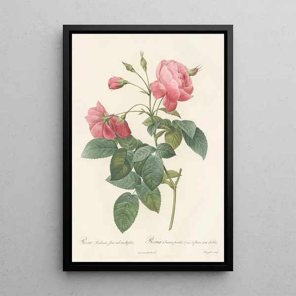 Rosa Reclinata Flore Submultiplici - Pierre Joseph Redouté — oprawiony obraz na ścianie