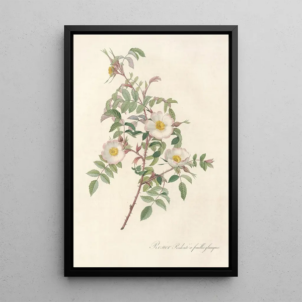 Rosa Redutea Glauca - Pierre Joseph Redouté — oprawiony obraz na ścianie