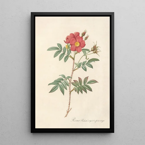 Rosa Redutea Rubescens - Pierre Joseph Redouté — oprawiony obraz na ścianie