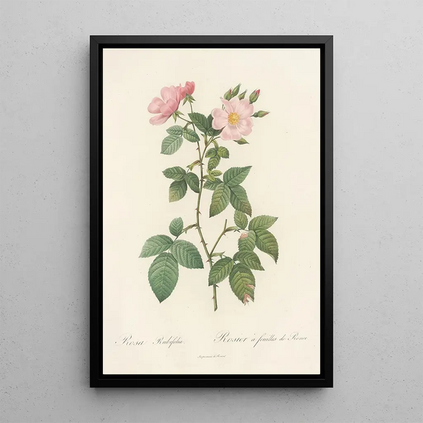 Rosa Rubifolia - Pierre Joseph Redouté — oprawiony obraz na ścianie