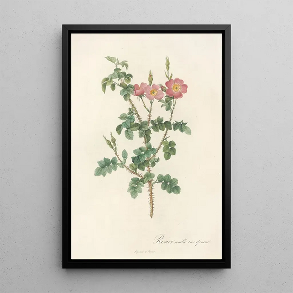 Rosa Rubiginosa Aculeatissima - Pierre Joseph Redouté — oprawiony obraz na ścianie