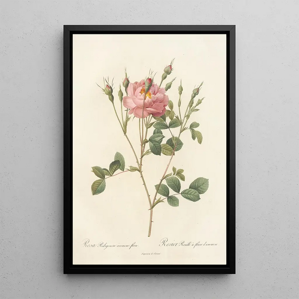 Rosa Rubiginosa AnemoneFlora - Pierre Joseph Redouté — oprawiony obraz na ścianie