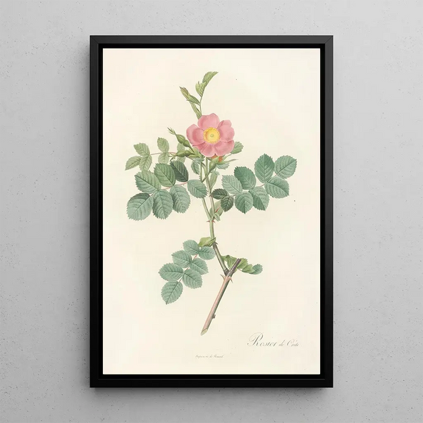 Rosa Rubiginosa Cretica - Pierre Joseph Redouté — oprawiony obraz na ścianie
