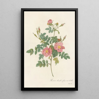 Pierre Joseph Redout - Rosa Rubiginosa Flore SemiPleno.webp