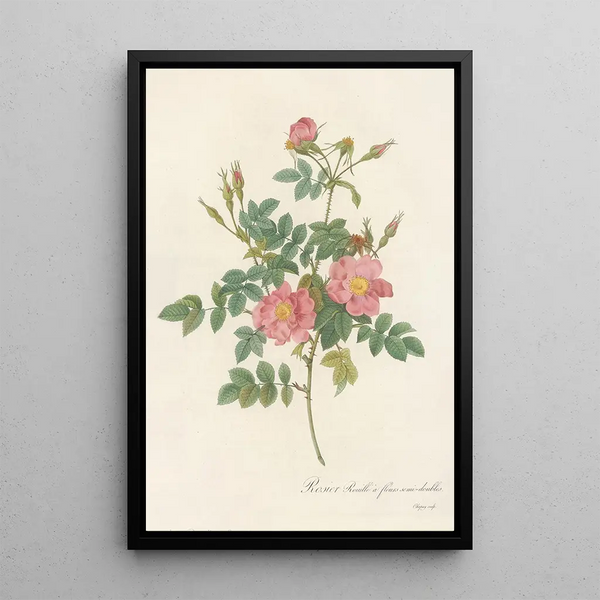 Rosa Rubiginosa Flore SemiPleno - Pierre Joseph Redouté — oprawiony obraz na ścianie