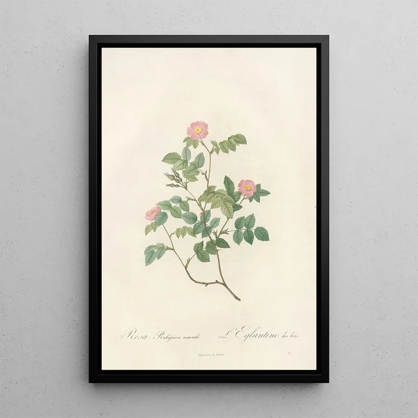 Rosa Rubiginosa Nemoralis - Pierre Joseph Redouté — oprawiony obraz na ścianie