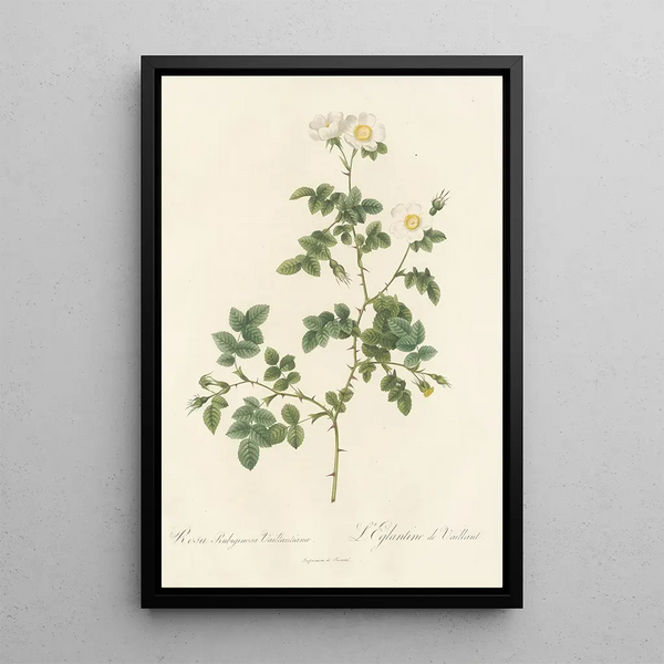 Rosa Rubiginosa Vaillantiana - Pierre Joseph Redouté — oprawiony obraz na ścianie