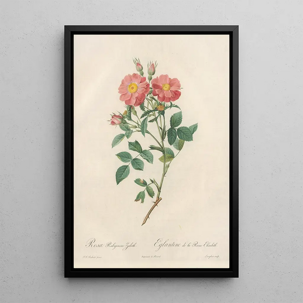 Rosa Rubiginosa Zabeth - Pierre Joseph Redouté — oprawiony obraz na ścianie
