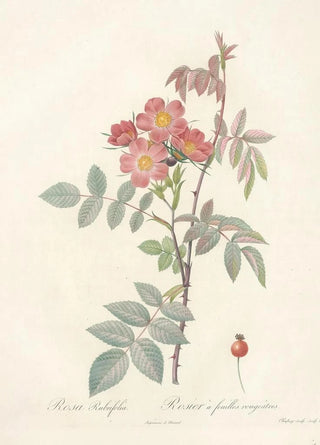 Pierre Joseph Redout - Rosa Rubrifolia.webp
