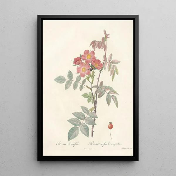 Rosa Rubrifolia - Pierre Joseph Redouté — oprawiony obraz na ścianie