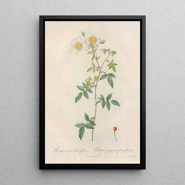 Rosa SemperVirens Globosa - Pierre Joseph Redouté — oprawiony obraz na ścianie