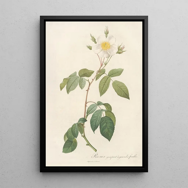 Rosa Sempervirens Latifolia - Pierre Joseph Redouté — oprawiony obraz na ścianie