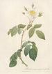 Rosa Sempervirens Latifolia - Pierre Joseph Redouté — widok dzieła